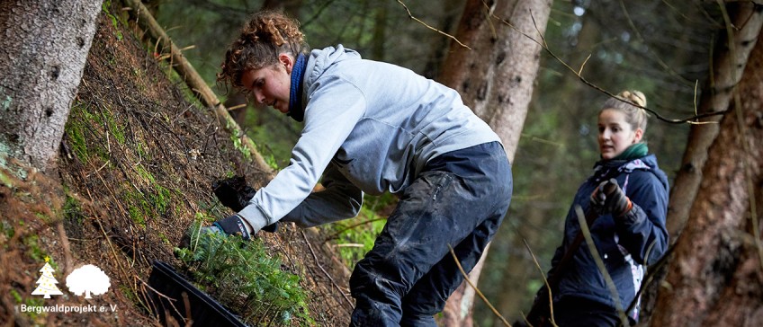 Pflanzkooperation Bergwaldprojekt e. V. - Helfer pflanzen Baumsetzlinge